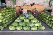 Selling watermelon at the  Modern Manaus port fair - Manaus city - Amazonas state (AM) - Brazil