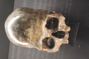 Skull of the Lagoa Santa Man collected during Peter Lunds paleontology and archaeology expedition - 1835-1845 - Collection of the Brazilian Historical and Geographical Institute (IHGB) - Rio de Janeiro city - Rio de Janeiro state (RJ) - Brazil