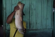 Fish Market in the port of Manaus - Manaus city - Amazonas state (AM) - Brazil