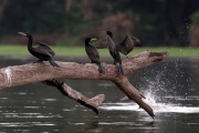 Anhingas (Anhinga anhinga) on a tree trunk in Lake Mamiraua - Mamiraua Sustainable Development Reserve - Tefe city - Amazonas state (AM) - Brazil