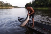 Fisherman of pirarucu - Mamiraua Sustainable Development Reserve  - Tefe city - Amazonas state (AM) - Brazil