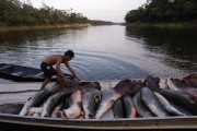 Fisherman of pirarucu - Mamiraua Sustainable Development Reserve  - Tefe city - Amazonas state (AM) - Brazil