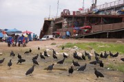 Port of Manaus during the dry season - Manaus city - Amazonas state (AM) - Brazil