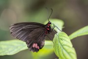 Butterfly Emerald-patched Cattleheart (Parides sesostris) - Manaus city - Amazonas state (AM) - Brazil