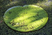 Victorias regia (Victoria amazonica) in the lake of the Botanical Garden of the Amazon Museum (MUSA) - Manaus city - Amazonas state (AM) - Brazil