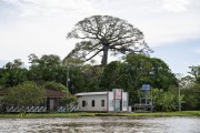 Kapok tree (Ceiba pentandra) in the riverine community - Tefe city - Amazonas state (AM) - Brazil