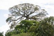 Kapok tree (Ceiba pentandra) in the riverine community - Tefe city - Amazonas state (AM) - Brazil