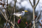 Large-billed Tern (Phaetusa simplex) - Mamiraua Sustainable Development Reserve - Alvaraes city - Amazonas state (AM) - Brazil