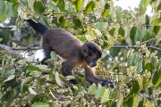 Capuchin monkey (Sapajus macrocephalus) - Mamiraua Sustainable Development Reserve - Alvaraes city - Amazonas state (AM) - Brazil