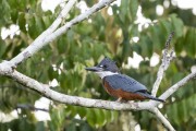 Ringed Kingfisher (Megaceryle torquata) - Mamiraua Sustainable Development Reserve - Alvaraes city - Amazonas state (AM) - Brazil