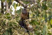 Capuchin monkey (Sapajus macrocephalus) - Mamiraua Sustainable Development Reserve - Alvaraes city - Amazonas state (AM) - Brazil