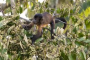 Capuchin monkey (Sapajus macrocephalus) - Mamiraua Sustainable Development Reserve - Alvaraes city - Amazonas state (AM) - Brazil