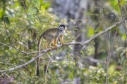 Black Squirrel Monkey (Saimiri vanzolinii) - Mamiraua Sustainable Development Reserve - Alvaraes city - Amazonas state (AM) - Brazil