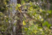 Black Squirrel Monkey (Saimiri vanzolinii) - Mamiraua Sustainable Development Reserve - Alvaraes city - Amazonas state (AM) - Brazil