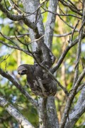Pale-throated Sloth (Bradypus tridactylus) - Mamiraua Sustainable Development Reserve - Alvaraes city - Amazonas state (AM) - Brazil
