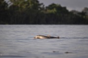 Gray dolphin (Sotalia fluviatilis) at mamiraua Lake - Mamiraua Sustainable Development Reserve - Alvaraes city - Amazonas state (AM) - Brazil
