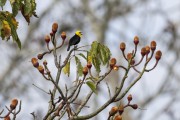 Yellow-hooded Blackbird (Chrysomus icterocephalus) - Mamiraua Sustainable Development Reserve - Alvaraes city - Amazonas state (AM) - Brazil