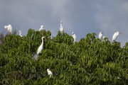 Group of Western cattle egret (Bubulcus ibis) - Mamiraua Sustainable Development Reserve - Alvaraes city - Amazonas state (AM) - Brazil