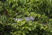 Iguana (Iguana iguana) - Mamiraua Sustainable Development Reserve - Alvaraes city - Amazonas state (AM) - Brazil