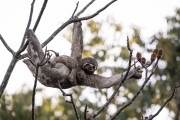 Pale-throated Sloth (Bradypus tridactylus) with baby - Mamiraua Sustainable Development Reserve - Alvaraes city - Amazonas state (AM) - Brazil