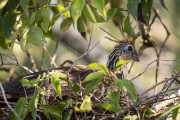 Hoatzin (Opisthocomus hoazin) - Mamiraua Sustainable Development Reserve - Alvaraes city - Amazonas state (AM) - Brazil