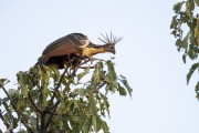 Hoatzin (Opisthocomus hoazin) - Mamiraua Sustainable Development Reserve - Alvaraes city - Amazonas state (AM) - Brazil