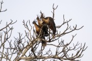 Hoatzin (Opisthocomus hoazin) - Mamiraua Sustainable Development Reserve - Alvaraes city - Amazonas state (AM) - Brazil