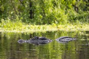 Black caiman (Melanosuchus niger) - Mamiraua Sustainable Development Reserve - Alvaraes city - Amazonas state (AM) - Brazil