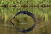 Neotropic Cormorant (Nannopterum brasilianus) flying over lake - Mamiraua Sustainable Development Reserve - Alvaraes city - Amazonas state (AM) - Brazil