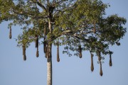 Nests of Yellow-rumped Cacique (Cacicus cela) on tree - Mamiraua Sustainable Development Reserve - Alvaraes city - Amazonas state (AM) - Brazil