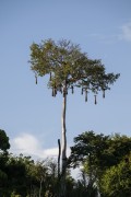 Nests of Yellow-rumped Cacique (Cacicus cela) on tree - Mamiraua Sustainable Development Reserve - Alvaraes city - Amazonas state (AM) - Brazil