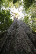Kapok tree (Ceiba pentandra) - Mamiraua Sustainable Development Reserve - Alvaraes city - Amazonas state (AM) - Brazil