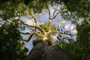 Kapok tree (Ceiba pentandra) - Mamiraua Sustainable Development Reserve - Alvaraes city - Amazonas state (AM) - Brazil