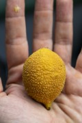 Detail of a hand holding a Bacuri fruit - Mamiraua Sustainable Development Reserve - Alvaraes city - Amazonas state (AM) - Brazil
