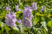 Aquatic plant known as Mureru (Eichhornia crassipes) at mamiraua Lake - Mamiraua Sustainable Development Reserve - Alvaraes city - Amazonas state (AM) - Brazil
