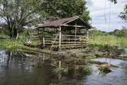 Cows in a floating corral in the riverine community of Boca do Mamiraua - Mamiraua Sustainable Development Reserve - Alvaraes city - Amazonas state (AM) - Brazil