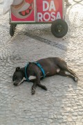 Dog in Arpoador - Rio de Janeiro city - Rio de Janeiro state (RJ) - Brazil