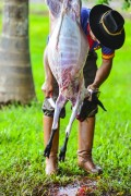 Gaucho cutting off ewes - Erval Seco city - Rio Grande do Sul state (RS) - Brazil