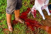 Gaucho cutting off ewes - Erval Seco city - Rio Grande do Sul state (RS) - Brazil