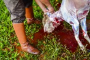 Gaucho cutting off ewes - Erval Seco city - Rio Grande do Sul state (RS) - Brazil