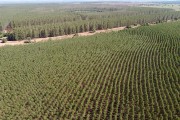Picture taken with drone of a eucalyptus plantation. - Tres Lagoas city - Mato Grosso do Sul state (MS) - Brazil