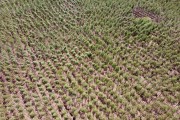 Picture taken with drone of a eucalyptus plantation. - Tres Lagoas city - Mato Grosso do Sul state (MS) - Brazil