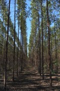 Eucalyptus plantation - Tres Lagoas city - Mato Grosso do Sul state (MS) - Brazil