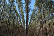 Eucalyptus plantation - Tres Lagoas city - Mato Grosso do Sul state (MS) - Brazil