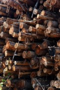 Eucalyptus logs stacked for transport to a paper and pulp mill - Tres Lagoas city - Mato Grosso do Sul state (MS) - Brazil