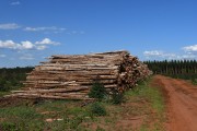 Eucalyptus logs stacked for transport to a paper and pulp mill - Tres Lagoas city - Mato Grosso do Sul state (MS) - Brazil