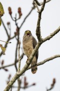 Roadside Hawk (Rupornis magnirostris) - Mamiraua Sustainable Development Reserve - Alvaraes city - Amazonas state (AM) - Brazil