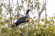 Horned Screamer (Anhima cornuta) - Mamiraua Sustainable Development Reserve - Alvaraes city - Amazonas state (AM) - Brazil