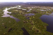 Picture taken with drone of river and flooded forest - Mamiraua Sustainable Development Reserve - Alvaraes city - Amazonas state (AM) - Brazil