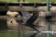 Neotropic Cormorant (Nannopterum brasilianus) flying over lake - Mamiraua Sustainable Development Reserve - Alvaraes city - Amazonas state (AM) - Brazil